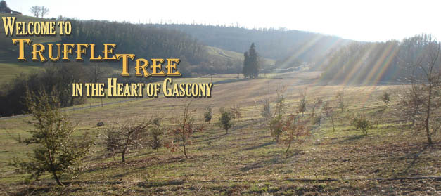 Welcome to Truffle Tree in the Heart of Gascony