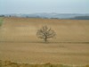 A Gers oak