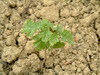 A Downy Oak seeding