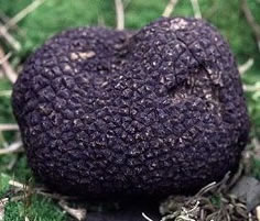 Black Diamond Truffle